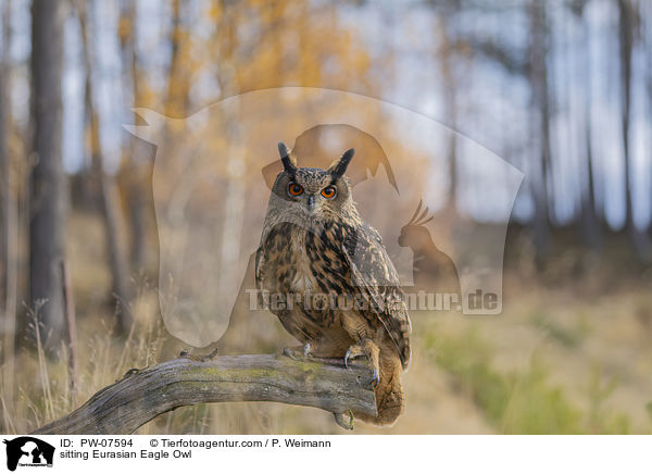 sitzender Uhu / sitting Eurasian Eagle Owl / PW-07594