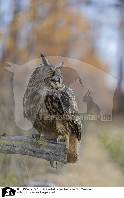 sitzender Uhu / sitting Eurasian Eagle Owl / PW-07597