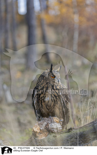 sitzender Uhu / sitting Eurasian Eagle Owl / PW-07599