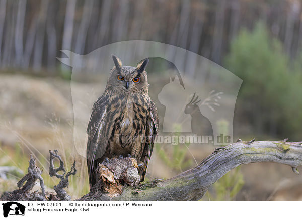 sitzender Uhu / sitting Eurasian Eagle Owl / PW-07601