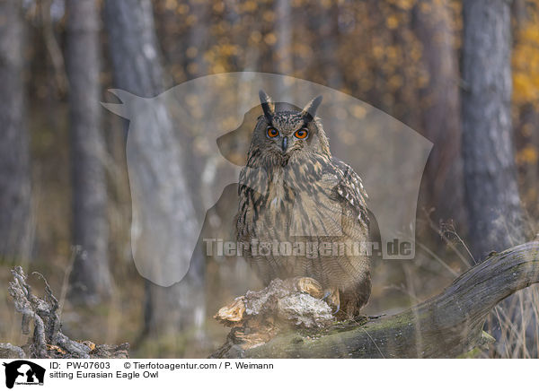 sitzender Uhu / sitting Eurasian Eagle Owl / PW-07603