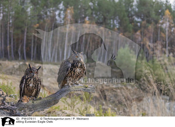 sitzende Uhus / sitting Eurasian Eagle Owls / PW-07611