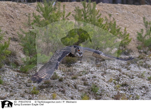 flying Eurasian Eagle Owl / PW-07619