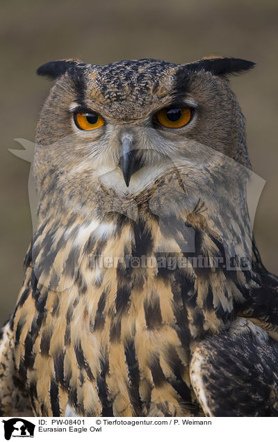 Eurasian Eagle Owl / PW-08401