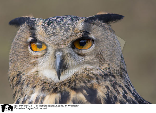Eurasian Eagle Owl portrait / PW-08403