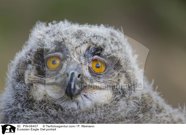 Eurasian Eagle Owl portrait / PW-08407