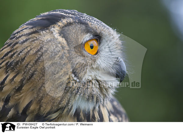 Uhu Portrait / Eurasian Eagle Owl portrait / PW-08427
