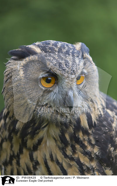 Uhu Portrait / Eurasian Eagle Owl portrait / PW-08429