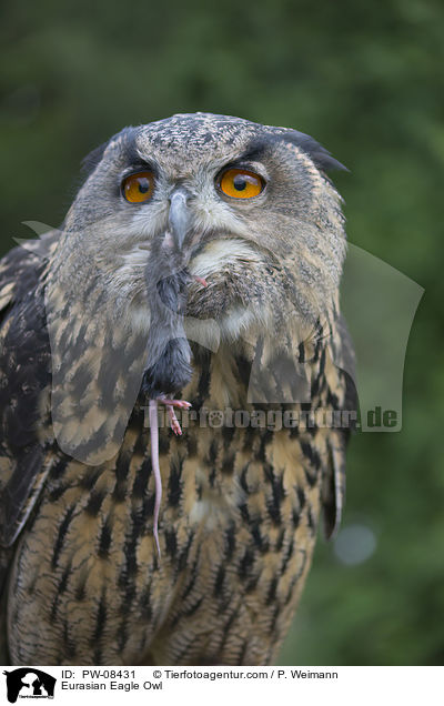 Uhu / Eurasian Eagle Owl / PW-08431