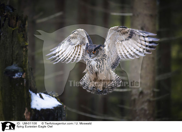 fliegender Uhu / flying Eurasian Eagle Owl / UM-01106