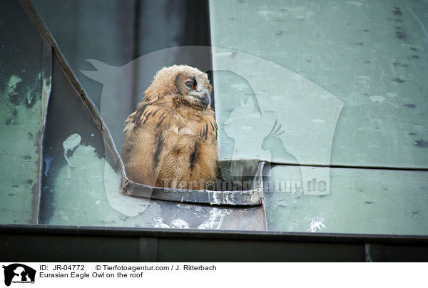 Uhu auf dem Dach / Eurasian Eagle Owl on the roof / JR-04772