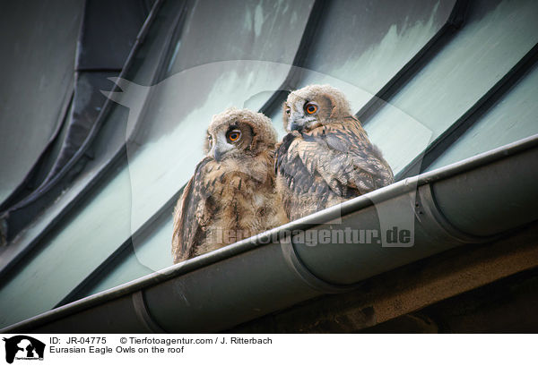 Uhus auf dem Dach / Eurasian Eagle Owls on the roof / JR-04775