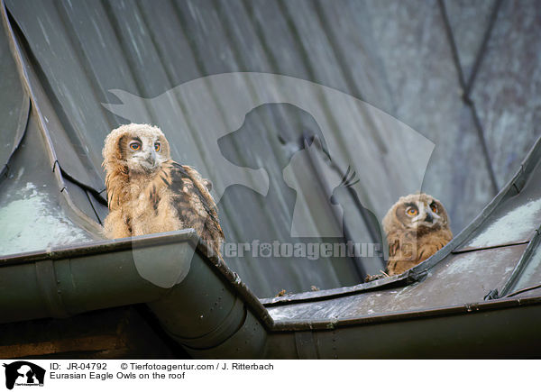 Eurasian Eagle Owls on the roof / JR-04792
