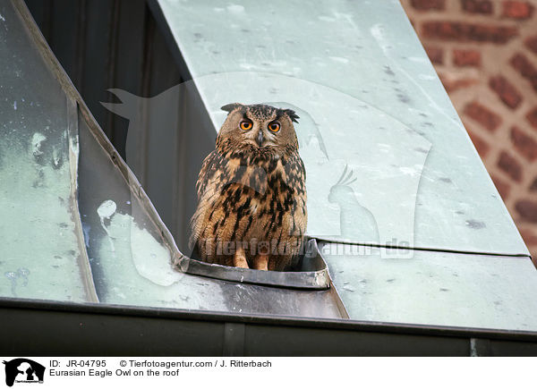 Eurasian Eagle Owl on the roof / JR-04795