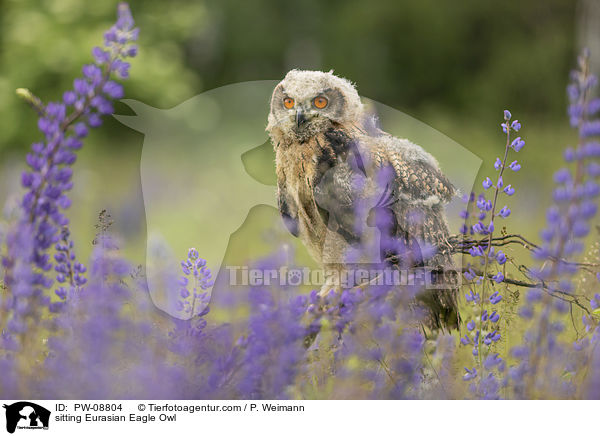 sitzender Uhu / sitting Eurasian Eagle Owl / PW-08804