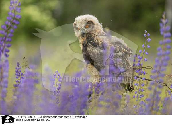 sitzender Uhu / sitting Eurasian Eagle Owl / PW-08805