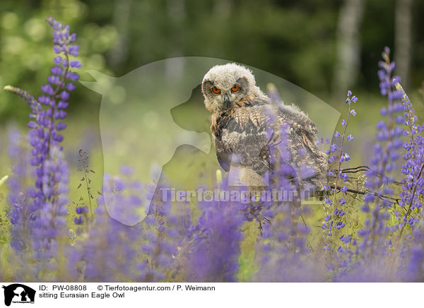 sitzender Uhu / sitting Eurasian Eagle Owl / PW-08808