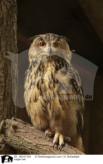 Uhu / eagle owl / HS-01183