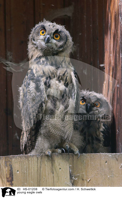 junge Uhus / young eagle owls / HS-01208