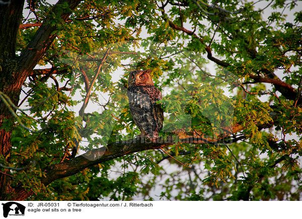 Uhu sitzt im Baum / eagle owl sits on a tree / JR-05031