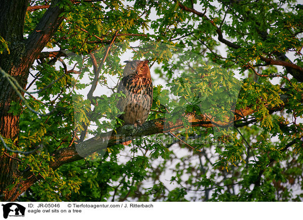 Uhu sitzt im Baum / eagle owl sits on a tree / JR-05046