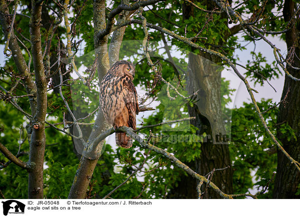 Uhu sitzt im Baum / eagle owl sits on a tree / JR-05048