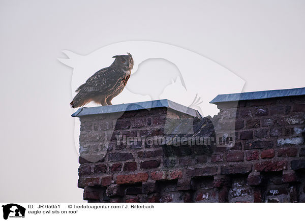 Uhu sitz auf Dach / eagle owl sits on roof / JR-05051
