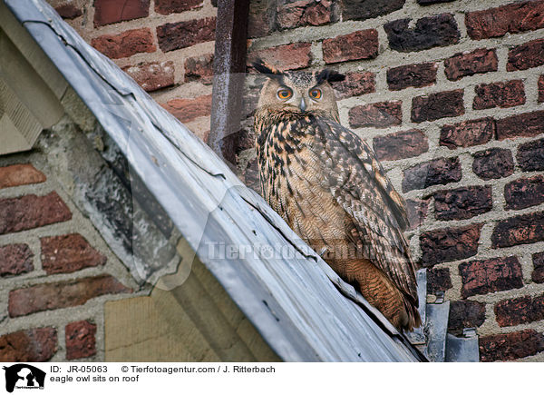 Uhu sitz auf Dach / eagle owl sits on roof / JR-05063