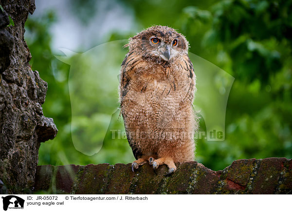 junger Uhu / young eagle owl / JR-05072