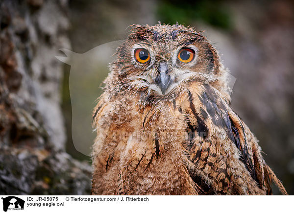 junger Uhu / young eagle owl / JR-05075