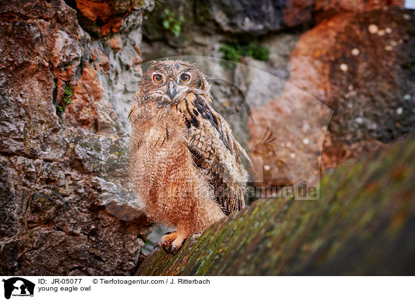 junger Uhu / young eagle owl / JR-05077