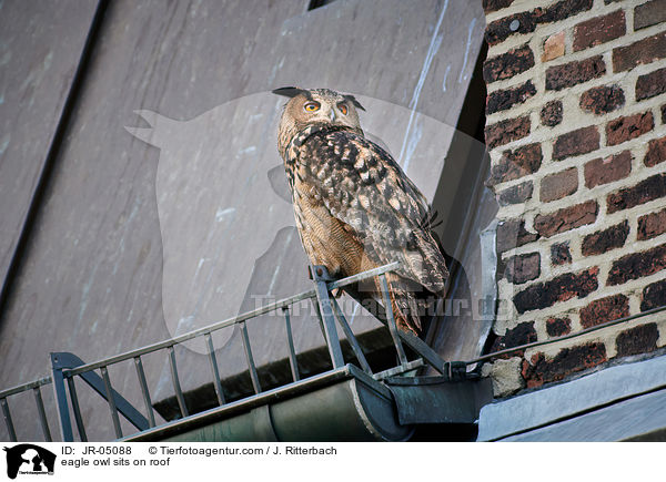 Uhu sitz auf Dach / eagle owl sits on roof / JR-05088