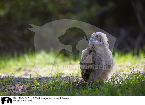 young eagle owl / JM-04347