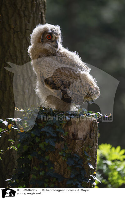 young eagle owl / JM-04359