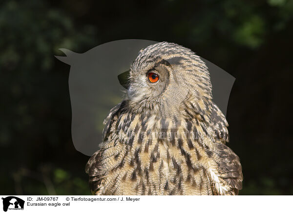 Uhu / Eurasian eagle owl / JM-09767