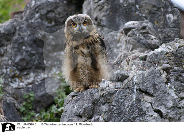 eagle owl / JR-05946