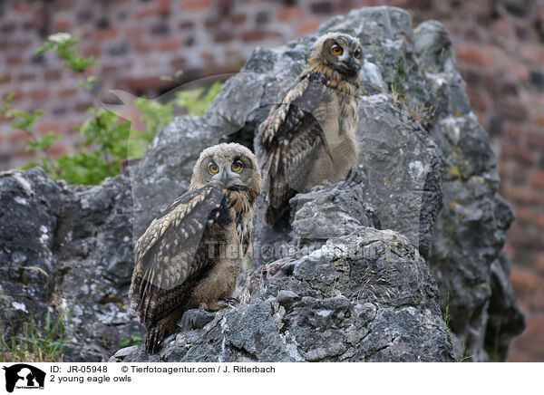 2 young eagle owls / JR-05948