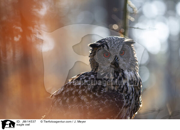 Uhu / eagle owl / JM-14537