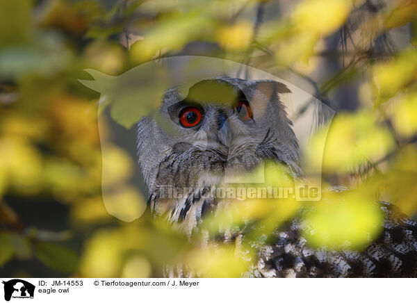 Uhu / eagle owl / JM-14553