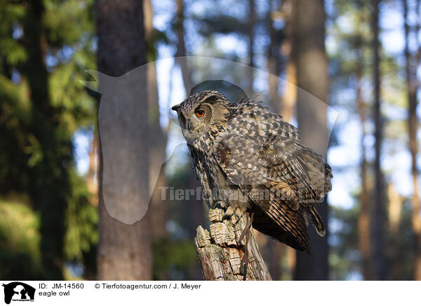 Uhu / eagle owl / JM-14560