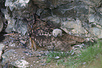 eagle owls