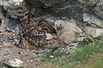 eagle owls