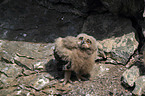 young Eurasian eagle owl