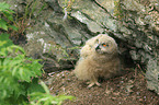 young Eurasian eagle owl