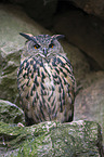 Eurasian eagle owl