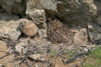 eagle owls