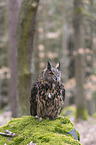 sitting eagle owl