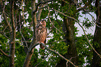 eagle owl sits on a tree