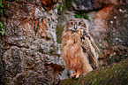 young eagle owl