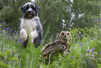 eagle owl